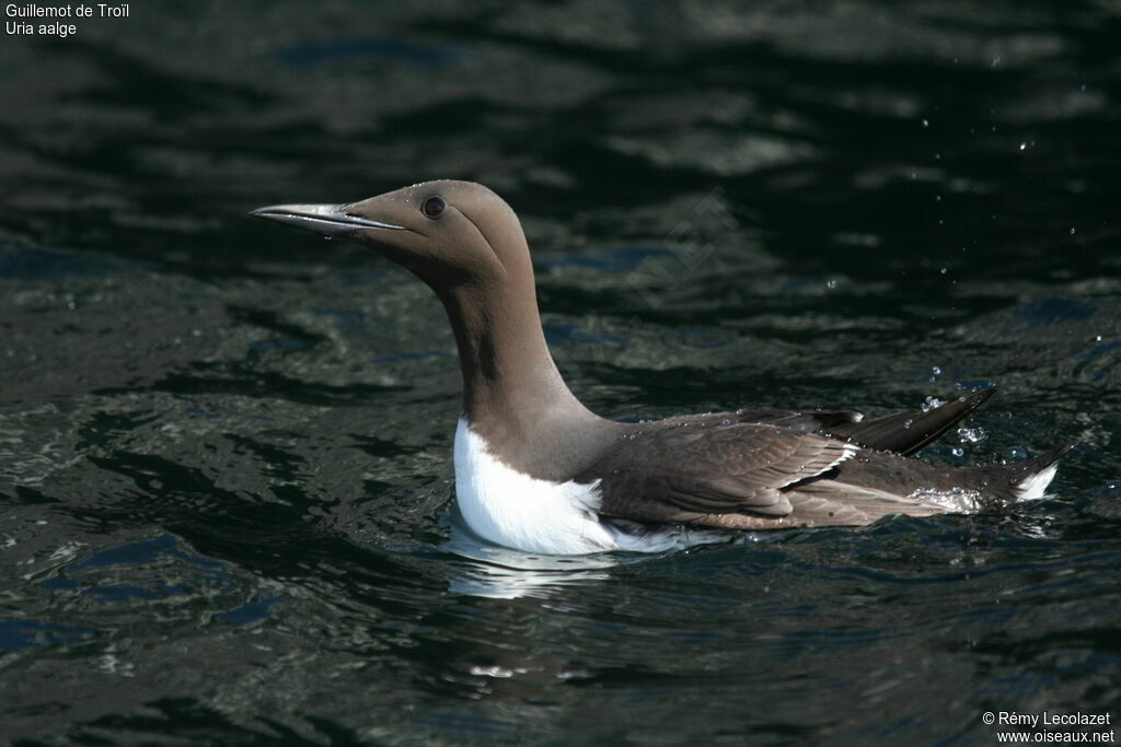 Guillemot de Troïl