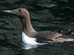 Common Murre