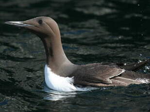 Guillemot de Troïl