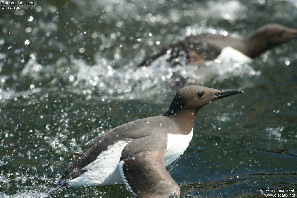 Common Murre