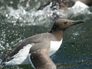 Guillemot de Troïl