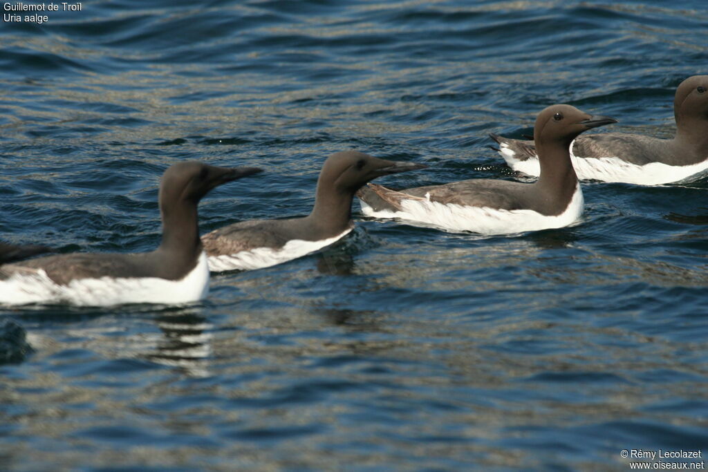 Common Murre