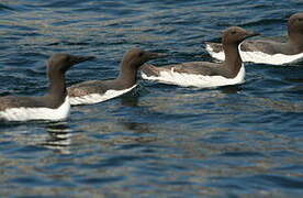 Guillemot de Troïl