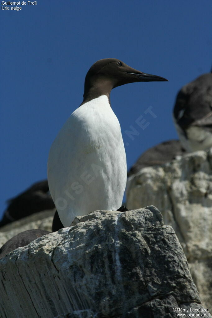 Guillemot de Troïl