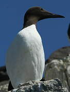 Guillemot de Troïl