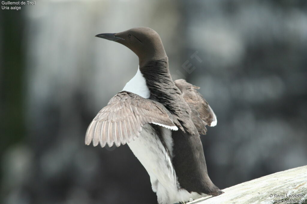 Common Murre