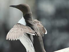 Common Murre