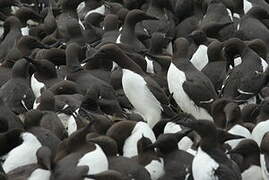 Common Murre