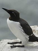 Guillemot de Troïl