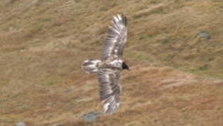 Bearded Vulture