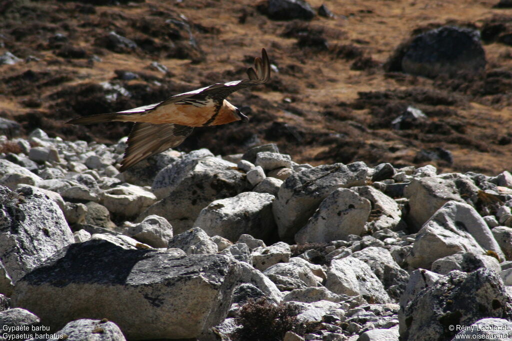 Bearded Vulture