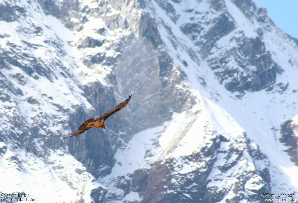 Bearded Vulture