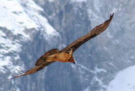 Bearded Vulture