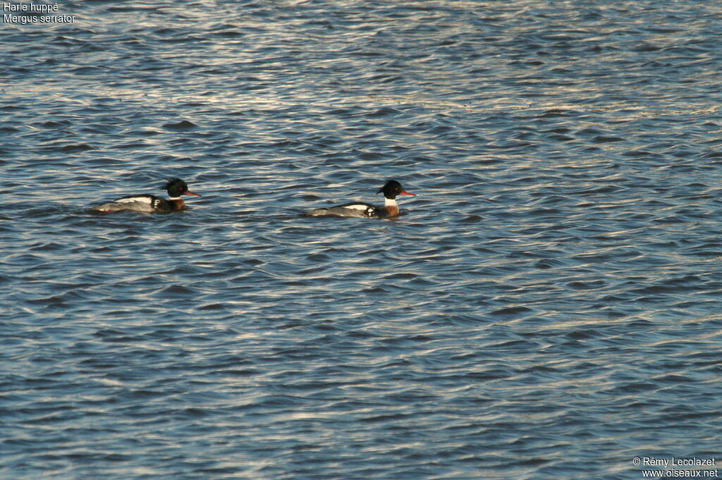 Red-breasted Merganser 