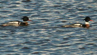 Red-breasted Merganser