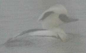 Smew