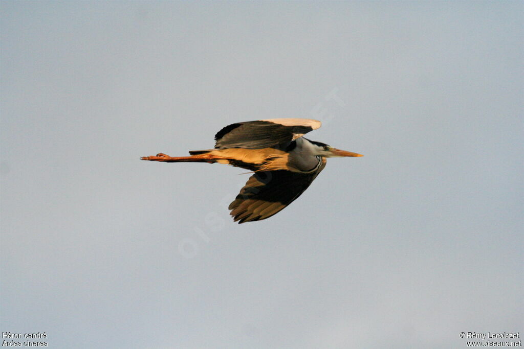 Grey Heron