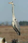 Grey Heron