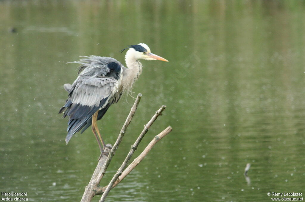 Grey Heron