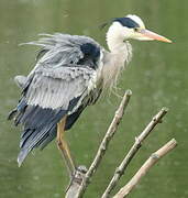 Grey Heron