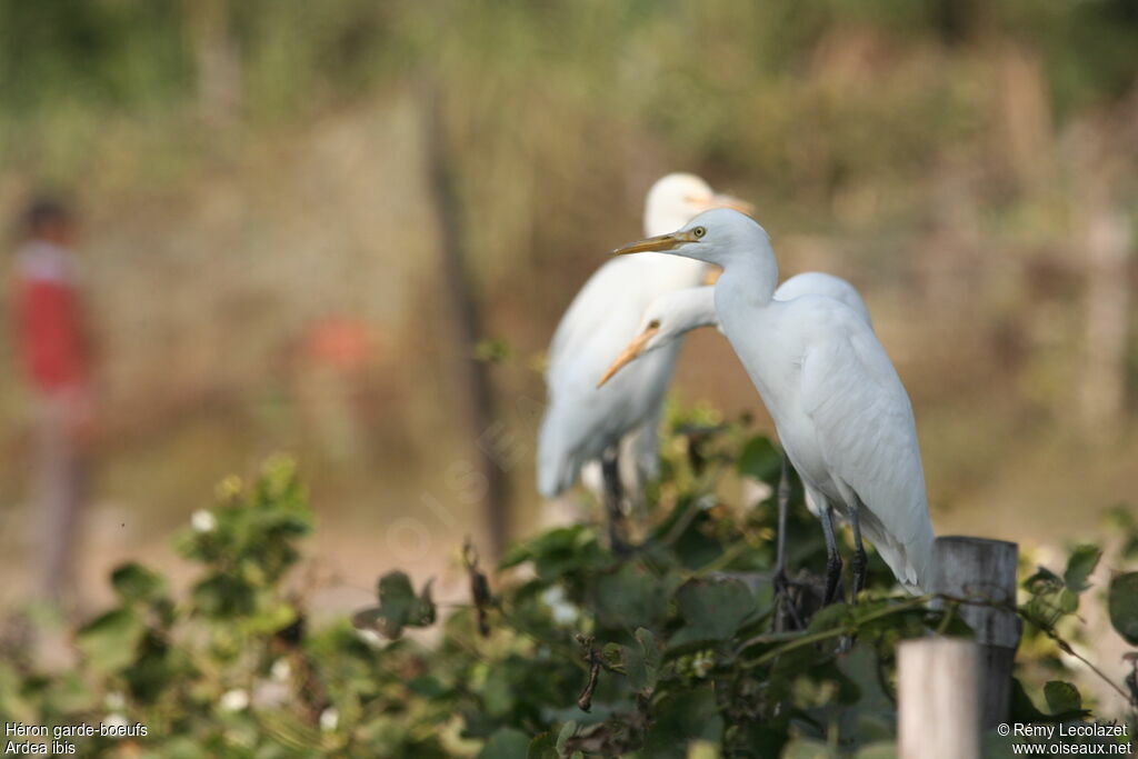 Western Cattle Egret