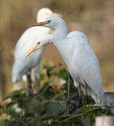 Western Cattle Egret