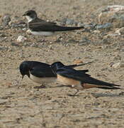 Sand Martin