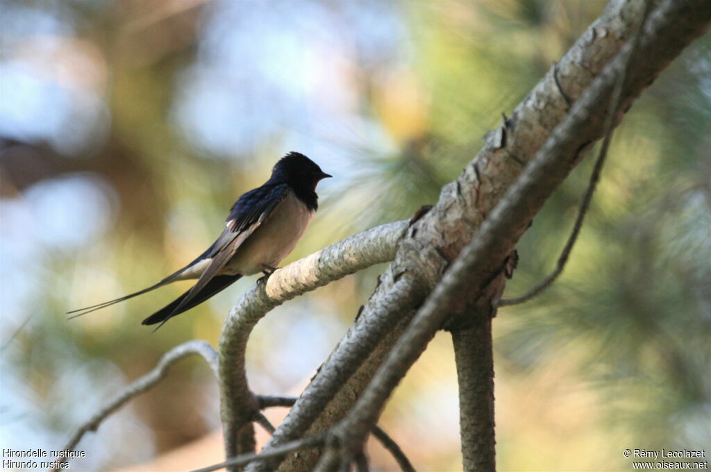 Barn Swallow