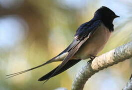 Barn Swallow