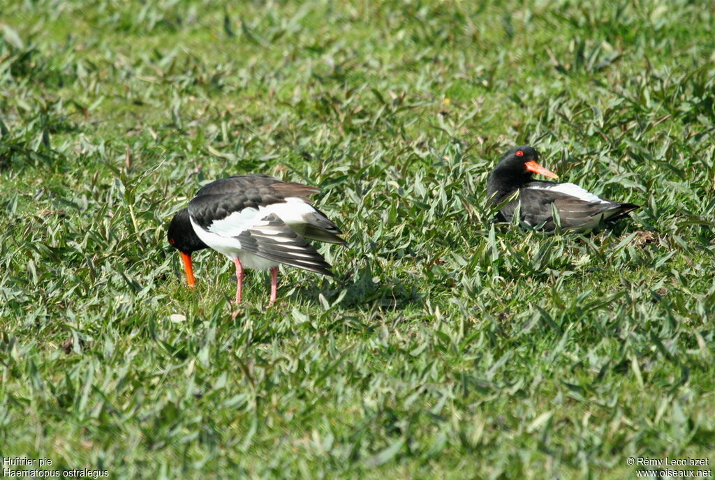 Eurasian Oystercatcher adult