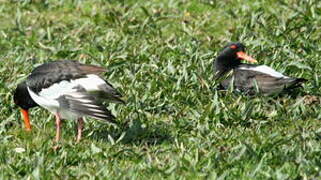 Eurasian Oystercatcher