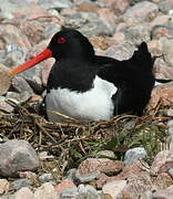 Eurasian Oystercatcher