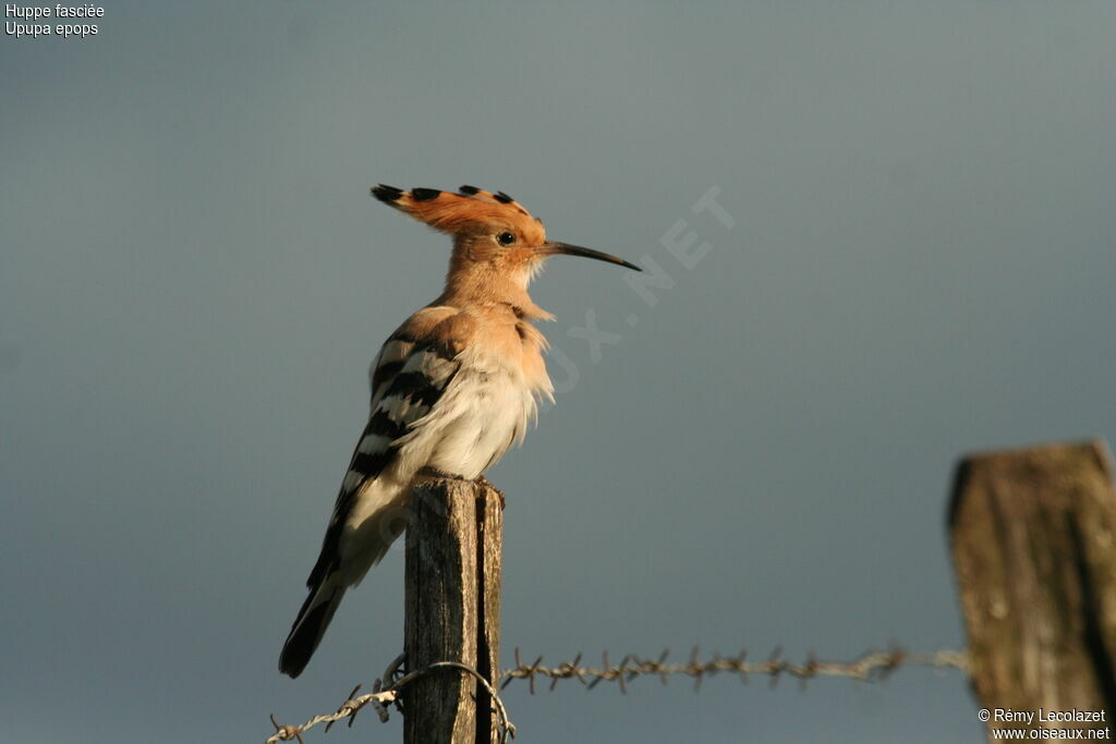 Huppe fasciéeadulte