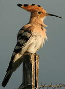 Eurasian Hoopoe