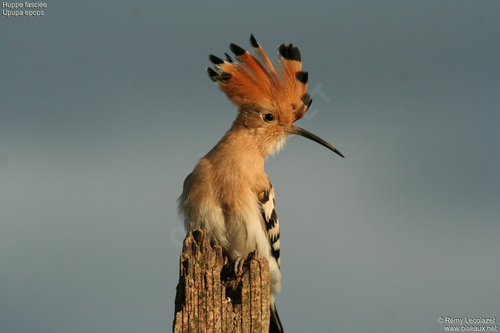 Huppe fasciéeadulte