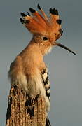 Eurasian Hoopoe