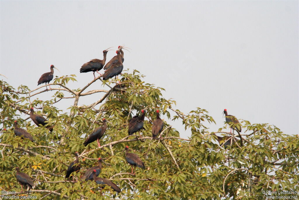 Red-naped Ibis