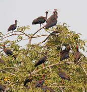 Red-naped Ibis