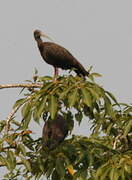 Red-naped Ibis