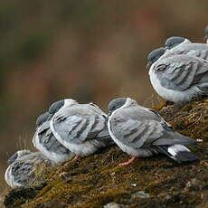 Pigeon des neiges