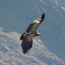 Vautour de l'Himalaya