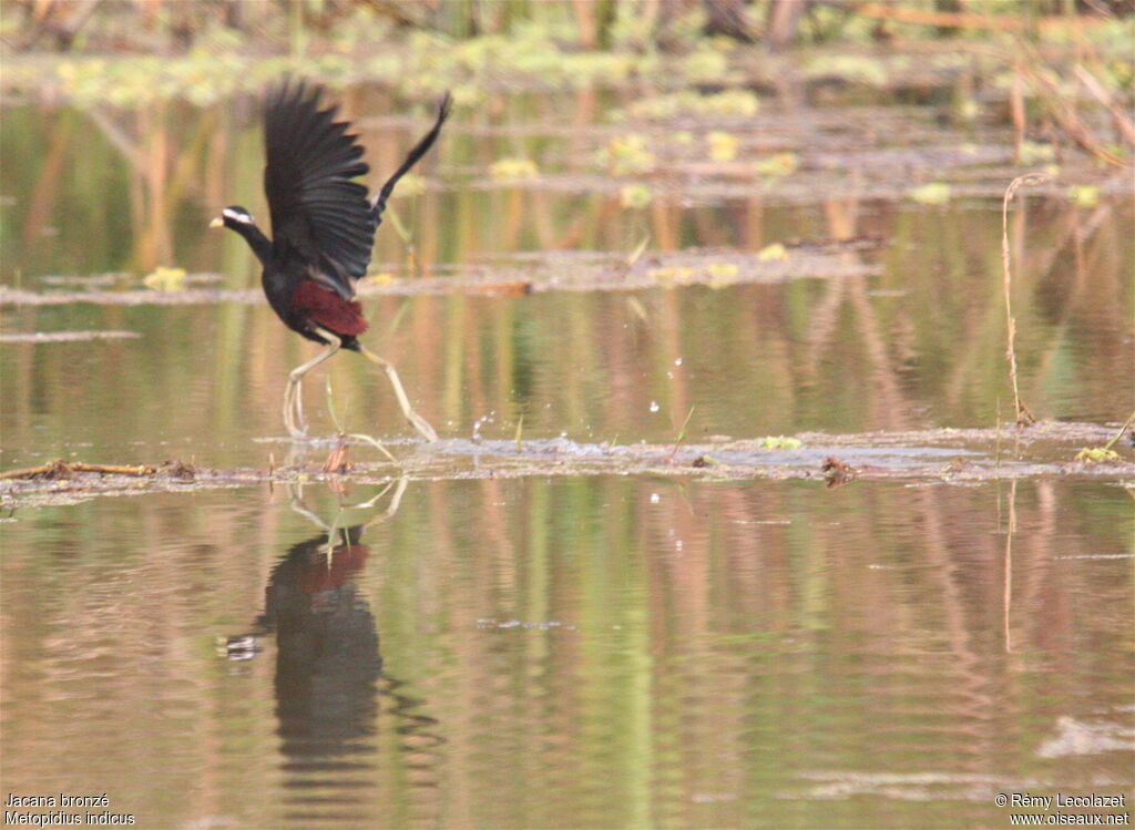 Bronze-winged Jacana