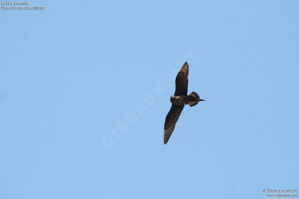 Parasitic Jaeger