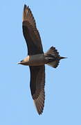 Parasitic Jaeger