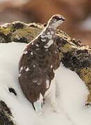 Rock Ptarmigan