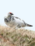 Rock Ptarmigan