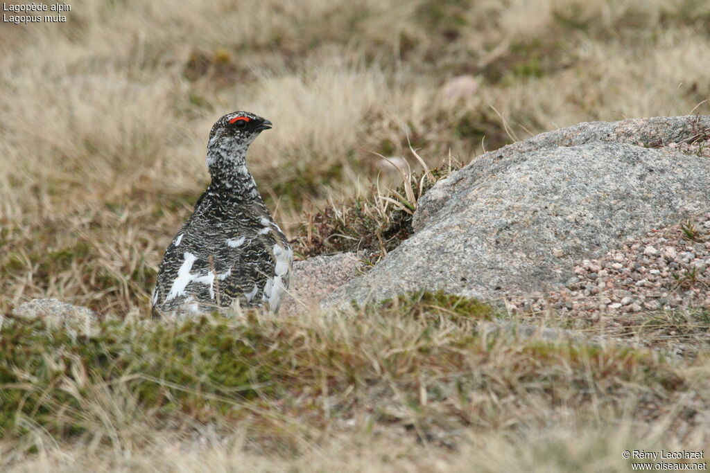 Rock Ptarmigan male adult