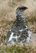 Rock Ptarmigan