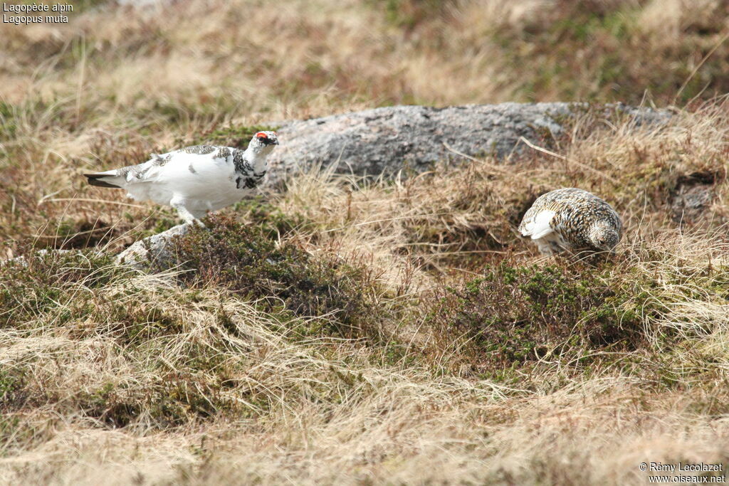 Rock Ptarmigan adult