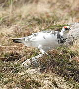 Rock Ptarmigan